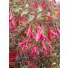 Fuchsia, Edible Royal