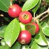 Guava, Strawberry