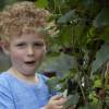 Mulberry, Dwarf 'Mojo Berry'