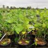 Mulberry, Dwarf 'Mojo Berry'