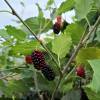 Mulberry, Dwarf 'Mojo Berry'