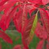 Sourwood, Sorrel Tree