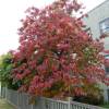 Sourwood, Sorrel Tree