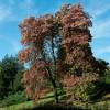 Sourwood, Sorrel Tree