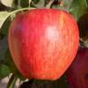 Apple tree 'Calville rouge d'hiver'