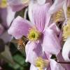 Clematis 'Montana Mayleen'