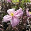 Clematis 'Montana Mayleen'