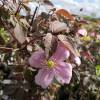 Clematis 'Montana Mayleen'