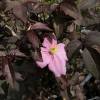 Clematis 'Montana Mayleen'