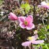 Clematis 'Montana Mayleen'