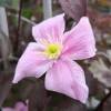 Clematis 'Montana Mayleen'