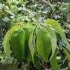 Japanese Chinquapin