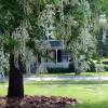 Kentucky Yellowwood