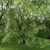 Kentucky Yellowwood