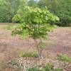 Kentucky Yellowwood