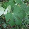 Chinese Parasol Tree