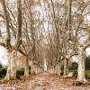 Chinese Parasol Tree