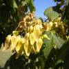 Chinese Parasol Tree