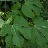 Chinese Parasol Tree