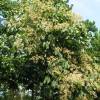 Chinese Parasol Tree