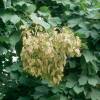 Chinese Parasol Tree