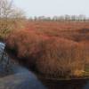 Sweet Gale, Sweet Bayberry, Bog Myrtle