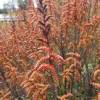 Sweet Gale, Sweet Bayberry, Bog Myrtle