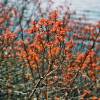 Sweet Gale, Sweet Bayberry, Bog Myrtle