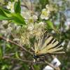 Cherry tree, Self-fertile Dwarf  'Cherry Baby'