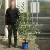 Cherry tree, Self-fertile Dwarf  'Cherry Baby'