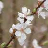 Cherry tree, Nanking Red Fruits