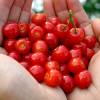 Cherry tree, Nanking Red Fruits