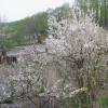 Cherry tree, Nanking Red Fruits