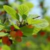 Cherry tree, Nanking Red Fruits