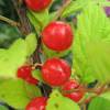 Cherry tree, Nanking Red Fruits