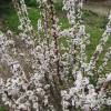 Cherry tree, Nanking Red Fruits