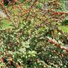 Cherry tree, Nanking Red Fruits