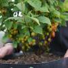 Cherry tree, Nanking Red Fruits