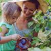 Plum Tree, Dwarf self-fertile