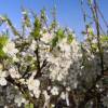 Plum Tree, Dwarf self-fertile