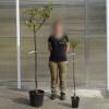 Plum Tree, Dwarf self-fertile