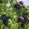 Plum Tree, Dwarf self-fertile