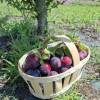 Plum Tree, Dwarf self-fertile