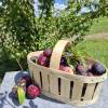 Plum Tree, Dwarf self-fertile