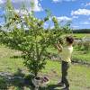 Plum Tree, Dwarf self-fertile