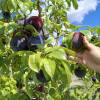 Plum Tree, Dwarf self-fertile