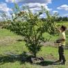 Plum Tree, Dwarf self-fertile