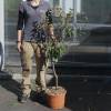 Plum Tree, Dwarf self-fertile