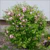 Flowering Plum, Flowering Almond