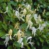 Honeysuckle 'Halliana'